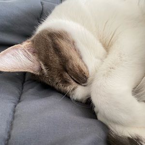 Meet your Posher, Savannah